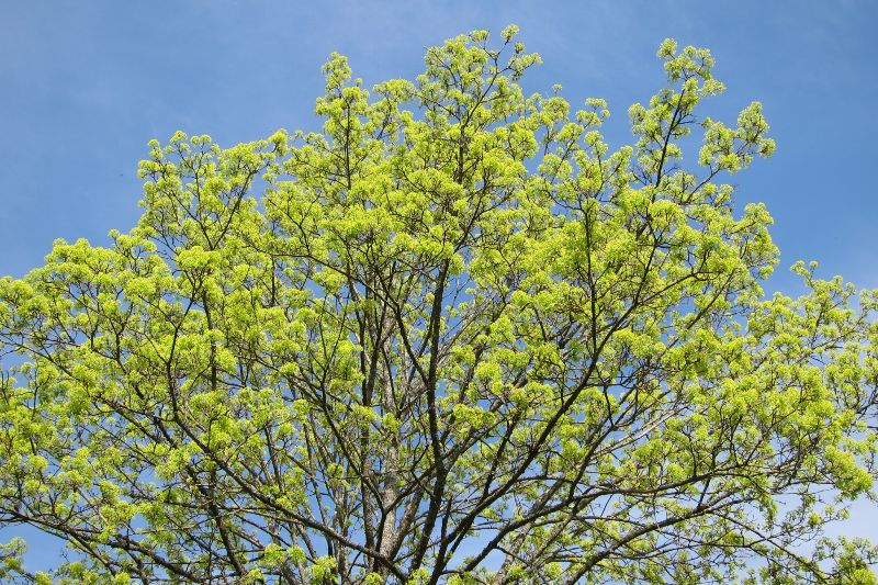 Tübingen Wanne - Ahornbaum in voller Blüte am 16.April 2020