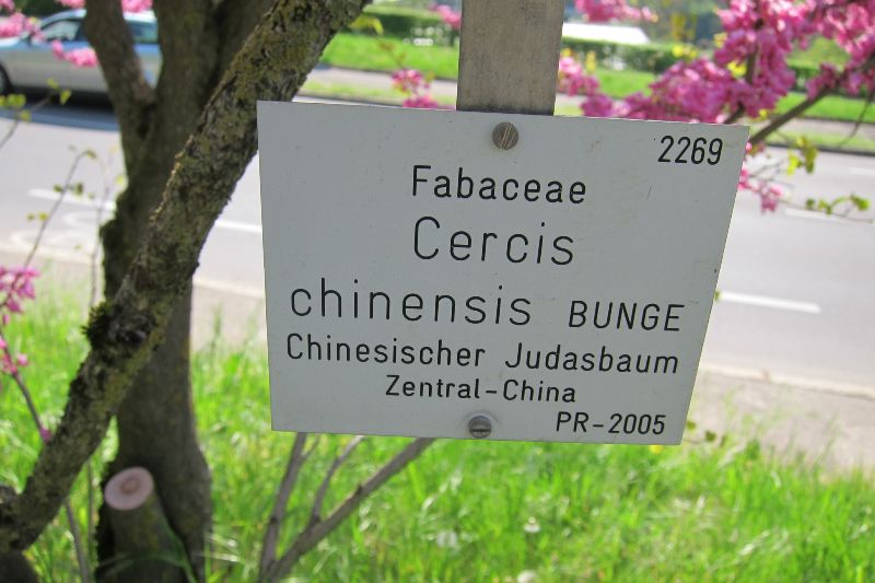 Chinesischer Judasbaum