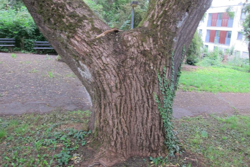 Japanischer Schnurbaum