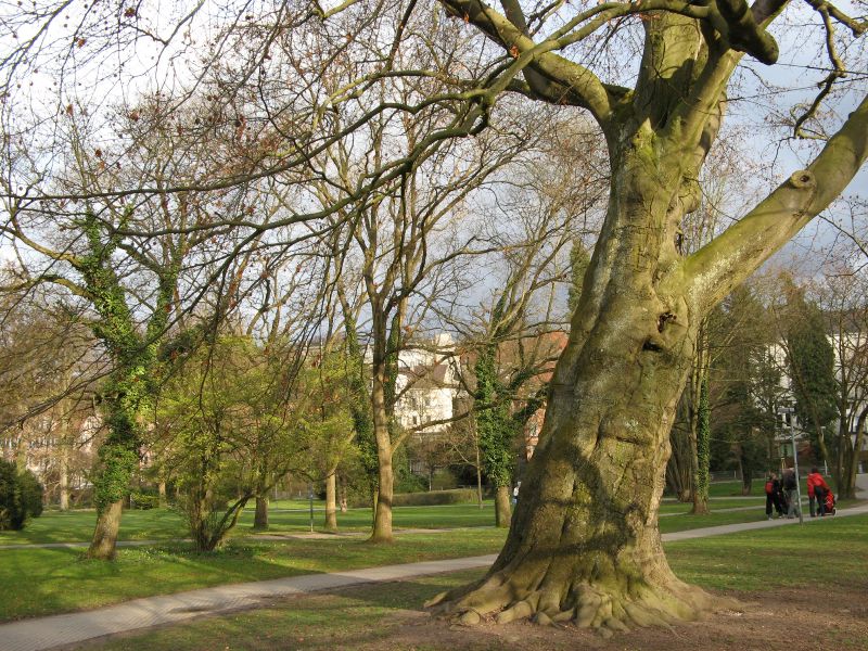 Alter Botanischer Garten