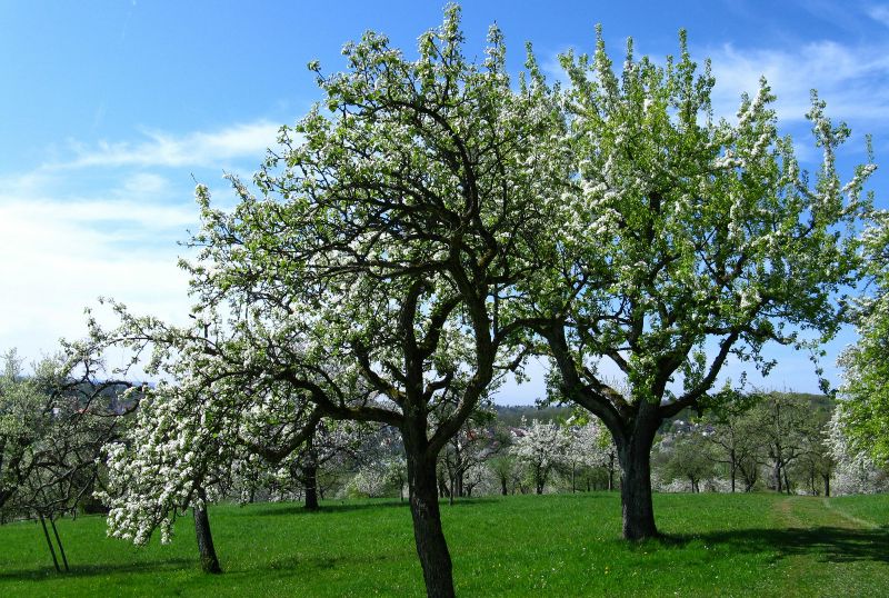 Streubostwiese in Hagelloch