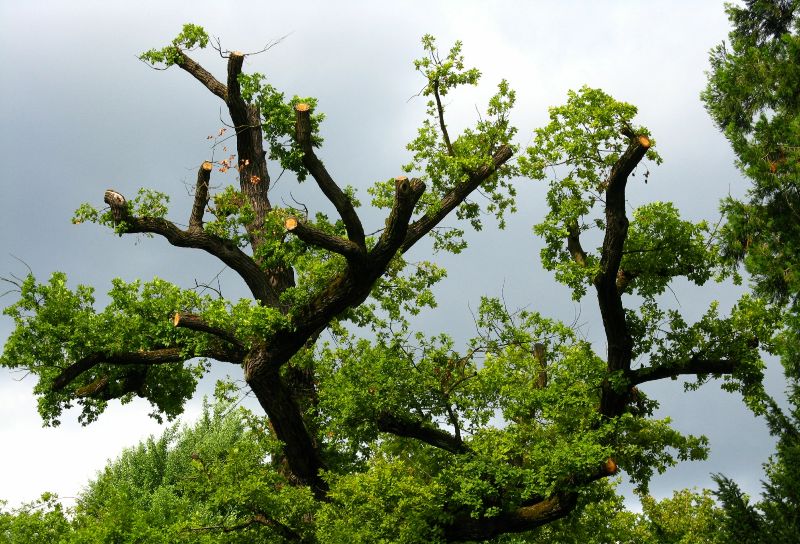 Alter Botanischer Garten