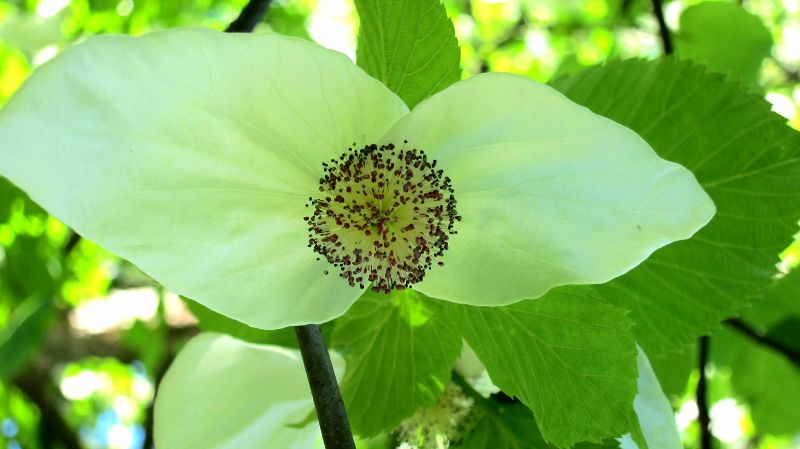 Taschentuchbaum, Alter Botanischer Garten