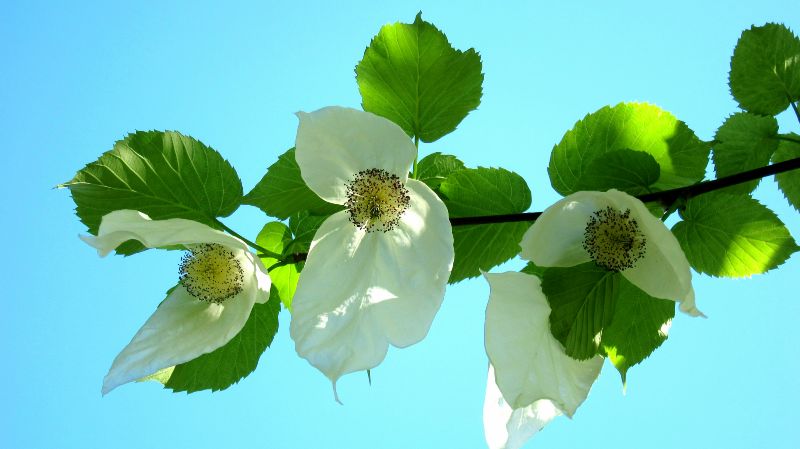 Taschentuchbaum, Alter Botanischer Garten