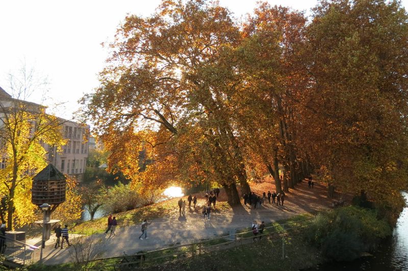 Neckarinsel mit Platanenallee