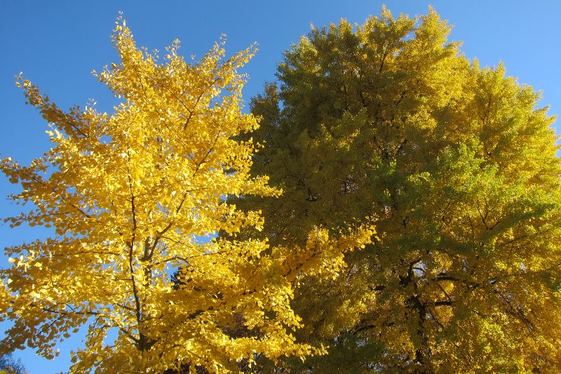 Ginko Baum,  Alter Botanischer Garten