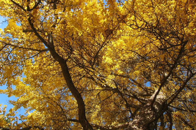 Ginko Baum,  Alter Botanischer Garten