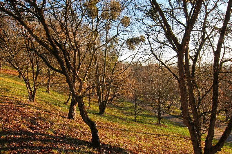 Arboretum Tübingen