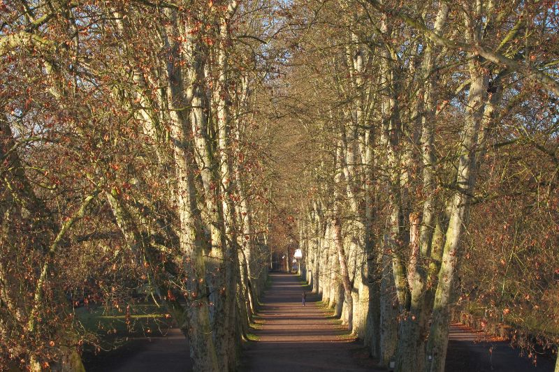 Platanenallee Tübingen