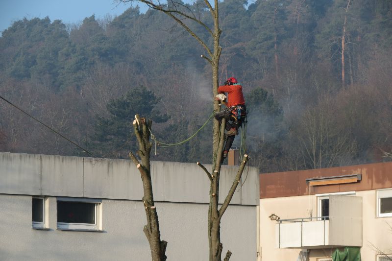 Baum Fäller