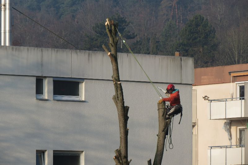 Baum Fäller