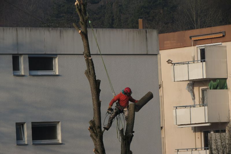 Baum Fäller