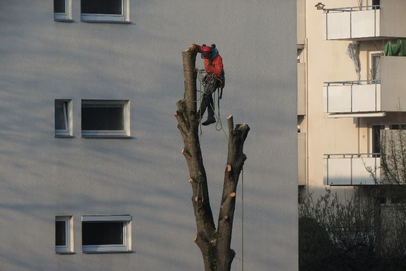 Baum Fäller