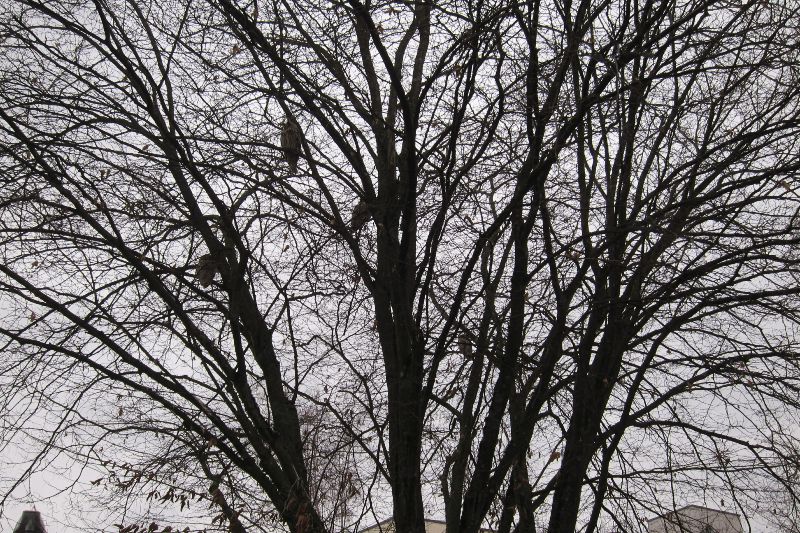 Waldohreulen in einem Bergahornbaum Tübingen