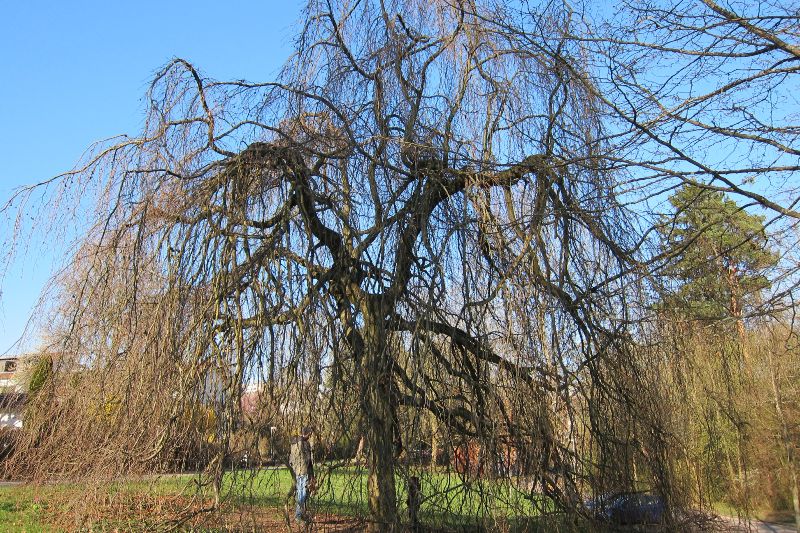 Hängebuche oder Trauerbuche