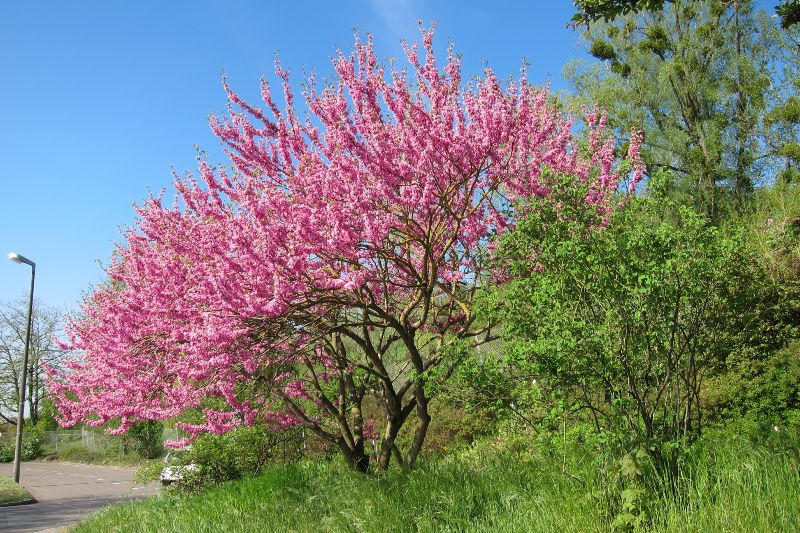 Chinesischer Judasbaum