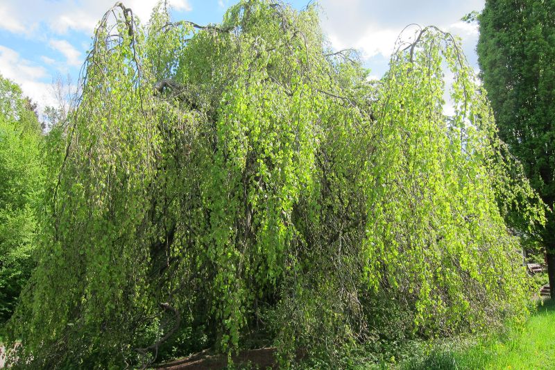 Hängebuche oder Trauerbuche