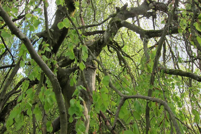 Hängebuche oder Trauerbuche