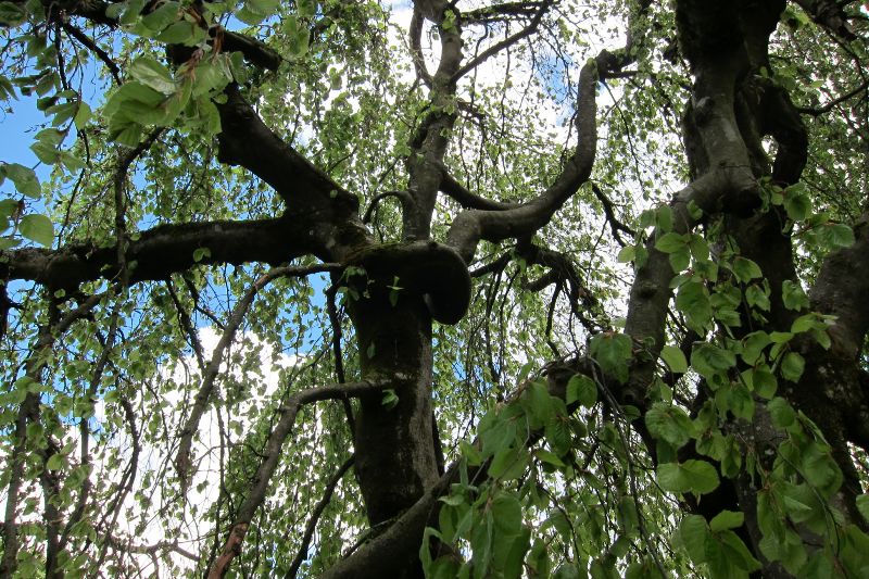 Hängebuche oder Trauerbuche