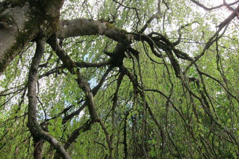 Hängebuche oder Trauerbuche