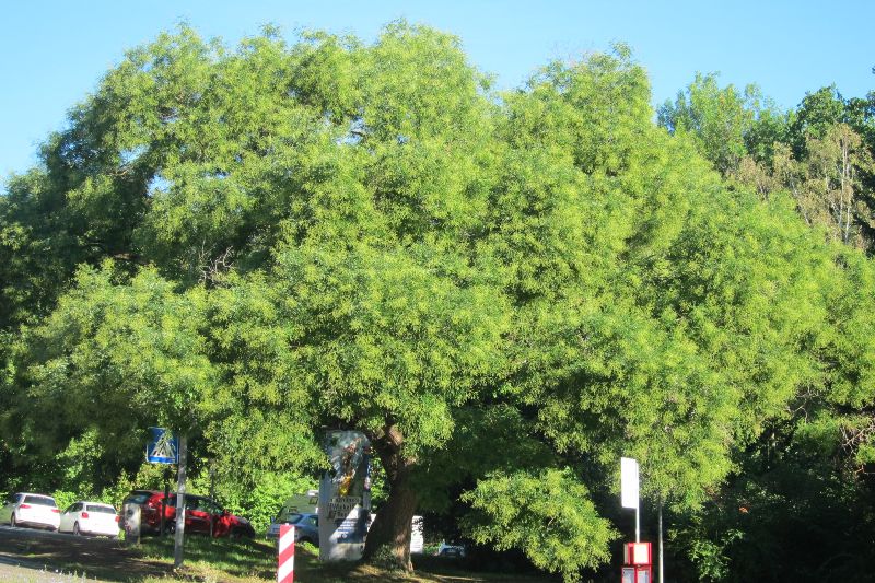 Japanischer Schnurbaum