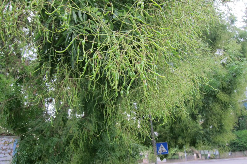 Japanischer Schnurbaum