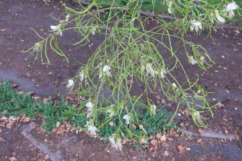 Japanischer Schnurbaum