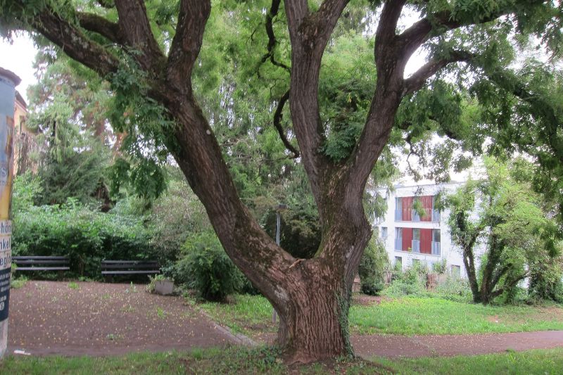 Japanischer Schnurbaum