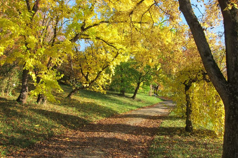 Arboretum Tübingen