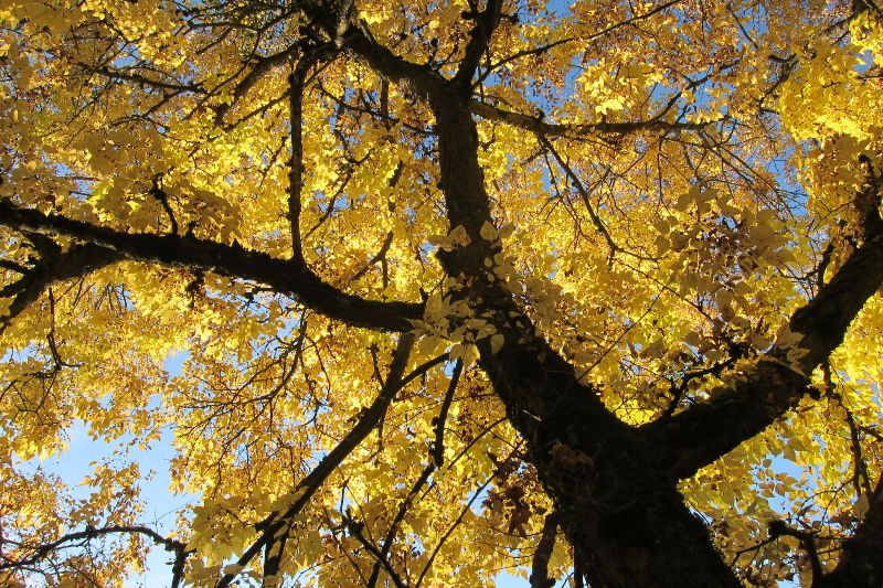 Amerikanischer Zürgelbaum