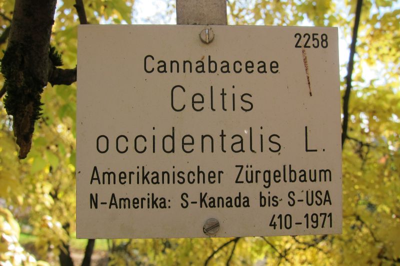 Amerikanischer Zürgelbaum