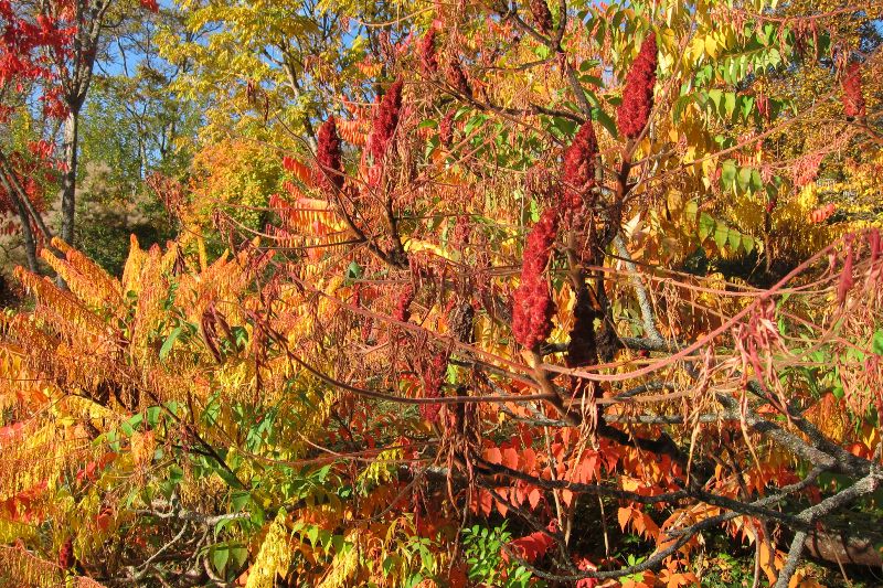 Tübingen Arboretum - Essigbaum 