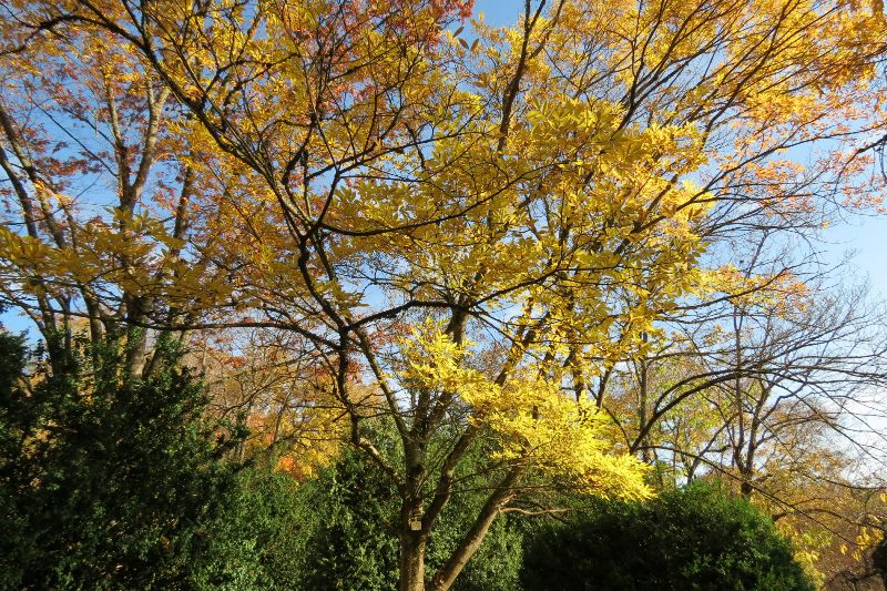 Chinesischer Zürgelbaum