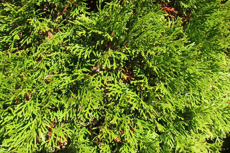 Thuja