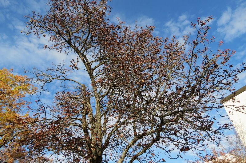 Mehlbeerbaum