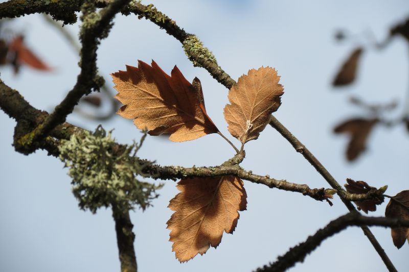 Mehlbeerbaum