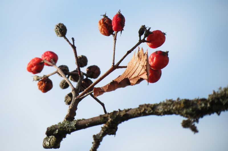 Mehlbeerbaum