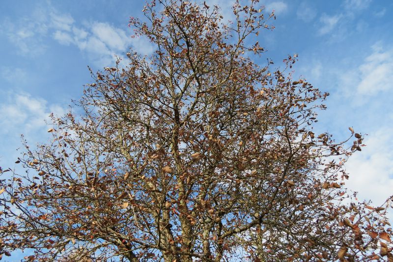 Mehlbeerbaum