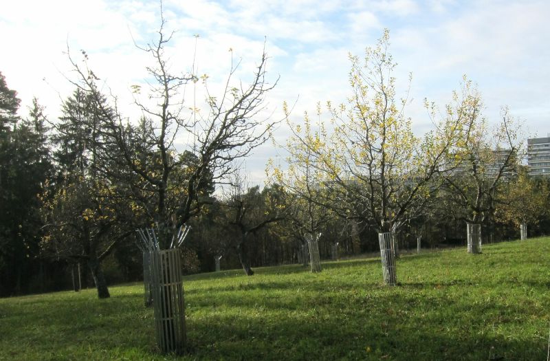 Naturdenkmal Magerwiese