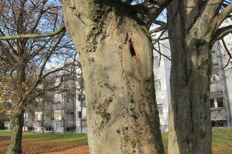 Amerikanische Hainbuchen