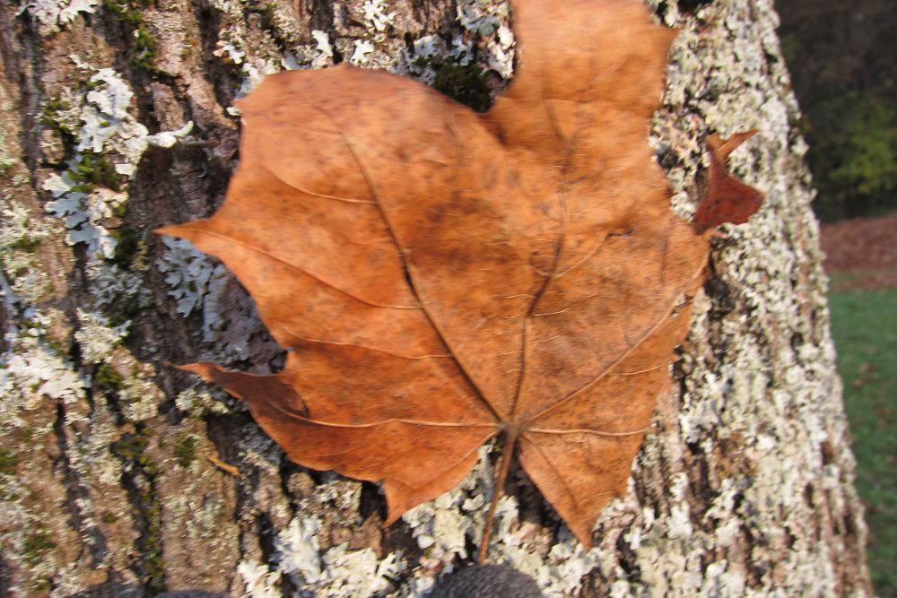 Ahornbaum, Blatt und Rinde am 19.November 2020