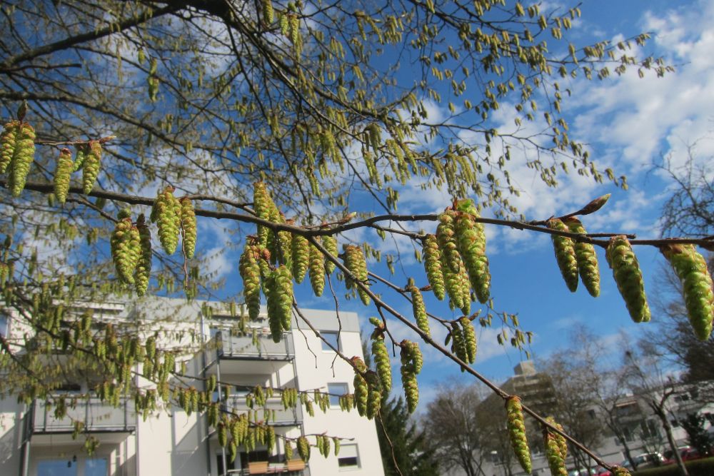 Hainbuchen Kätzchen