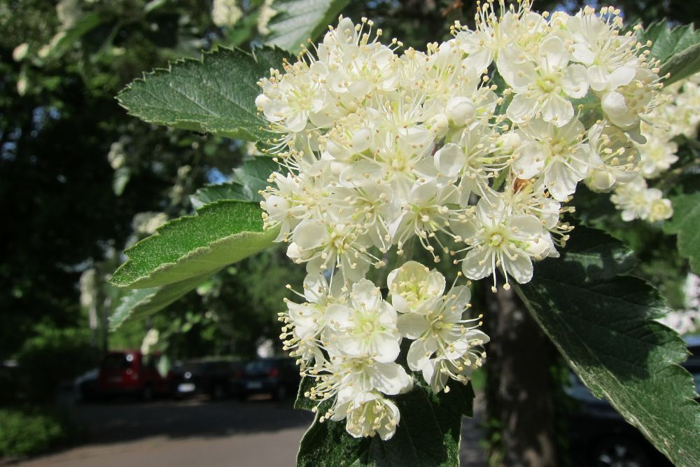 Mehlbeerbaum