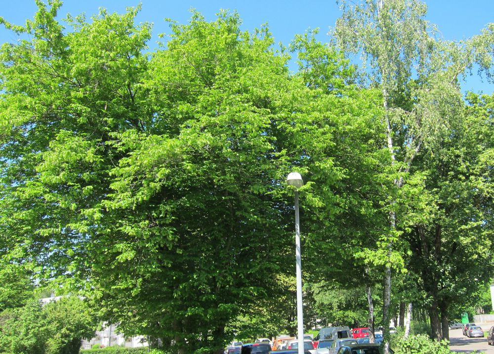 Waldohreulen Bäume Wanne Beim Herbstenhof