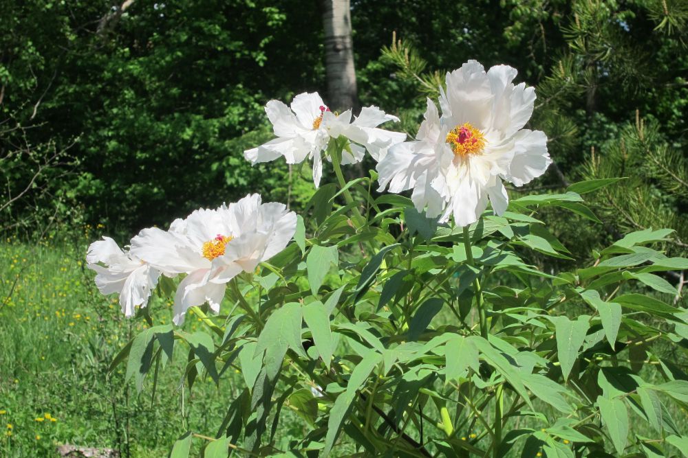 Botanischer Garten