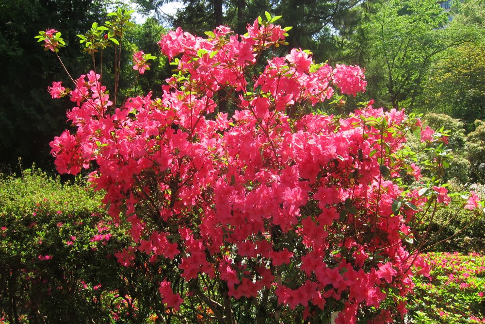 Botanischer Garten