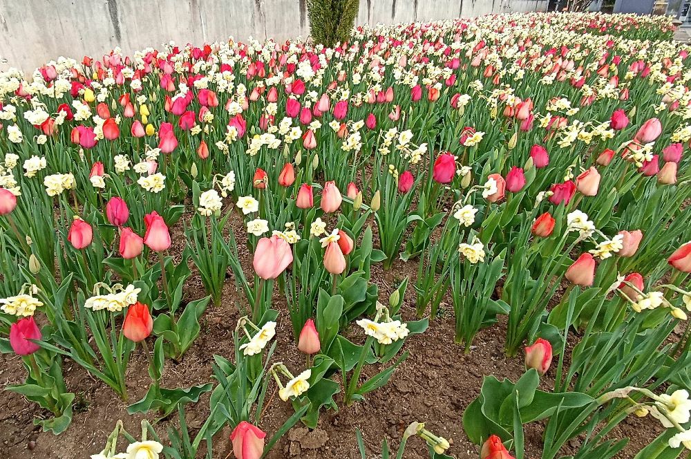 Botanischer Garten Tübingen April 2023