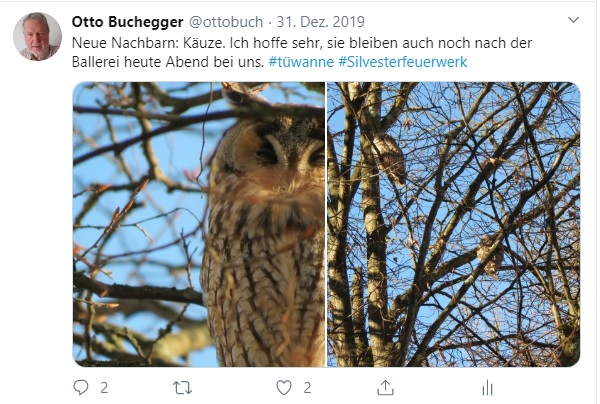 Waldohreulen Wanne Beim Herbstenhof