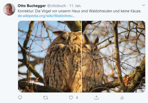 Waldohreulen Wanne Beim Herbstenhof