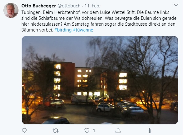 Waldohreulen Wanne Beim Herbstenhof